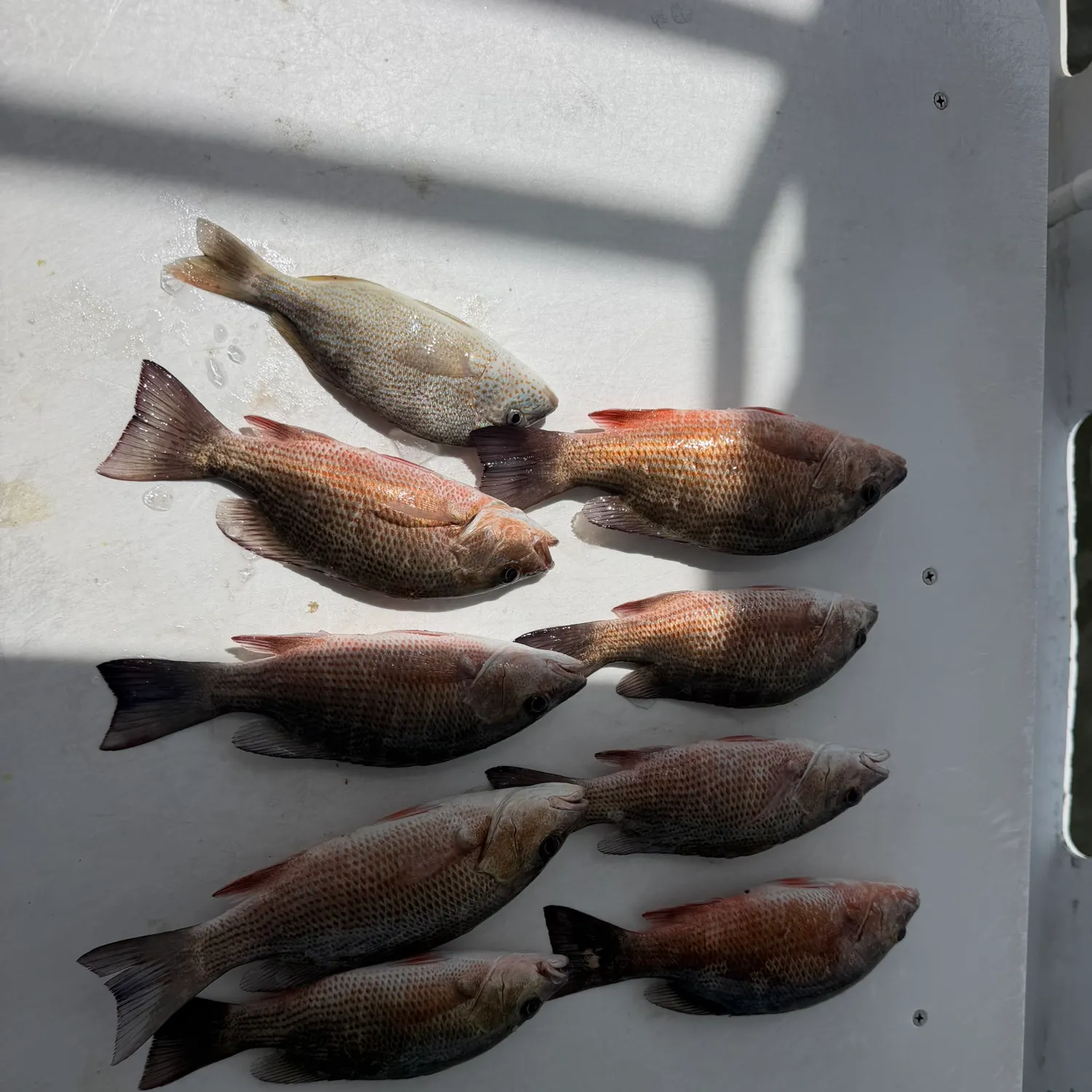 Mangrove snapper caught on Fishbrain
