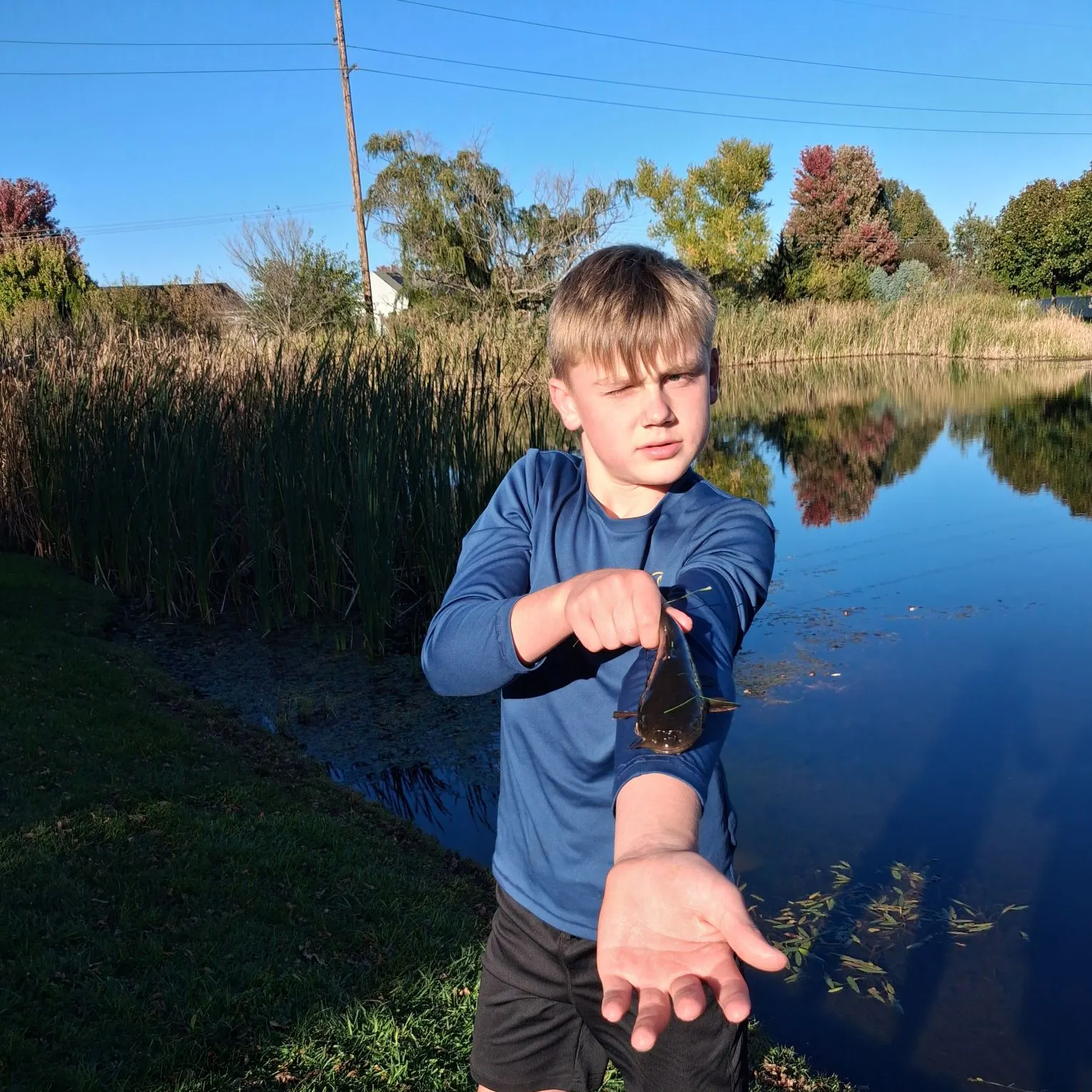 Yellow bullhead caught on Fishbrain