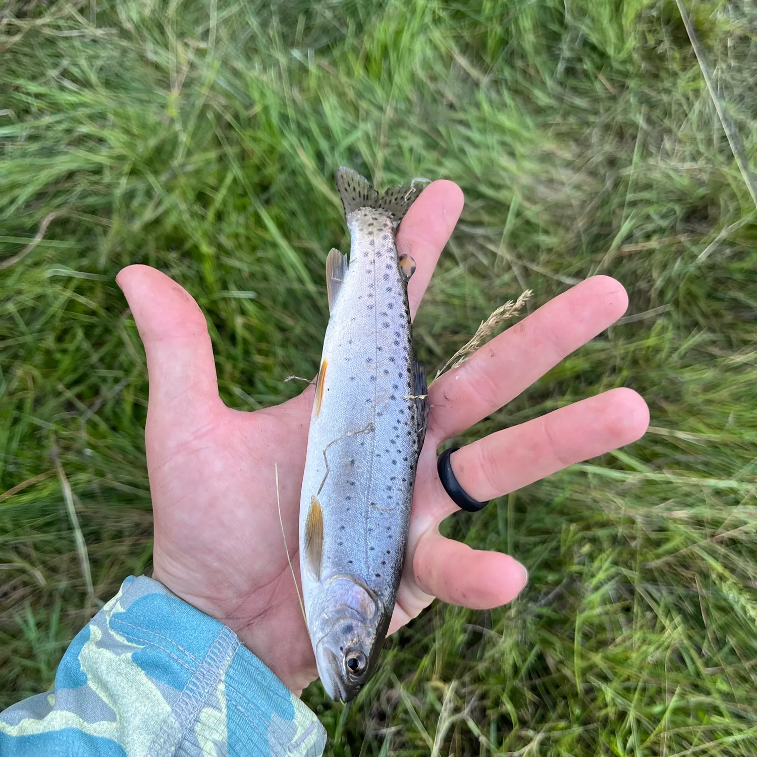 The most recent Bear River cutthroat trout catches on Fishbrain
