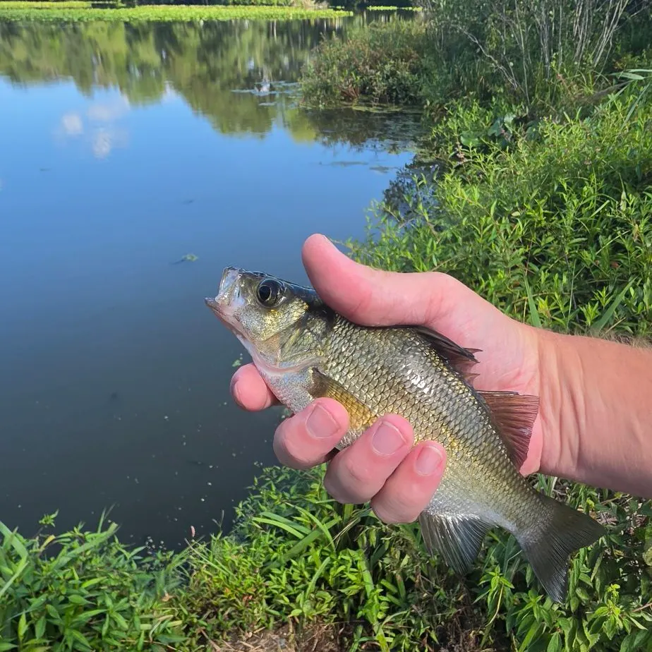 White perch caught on Fishbrain
