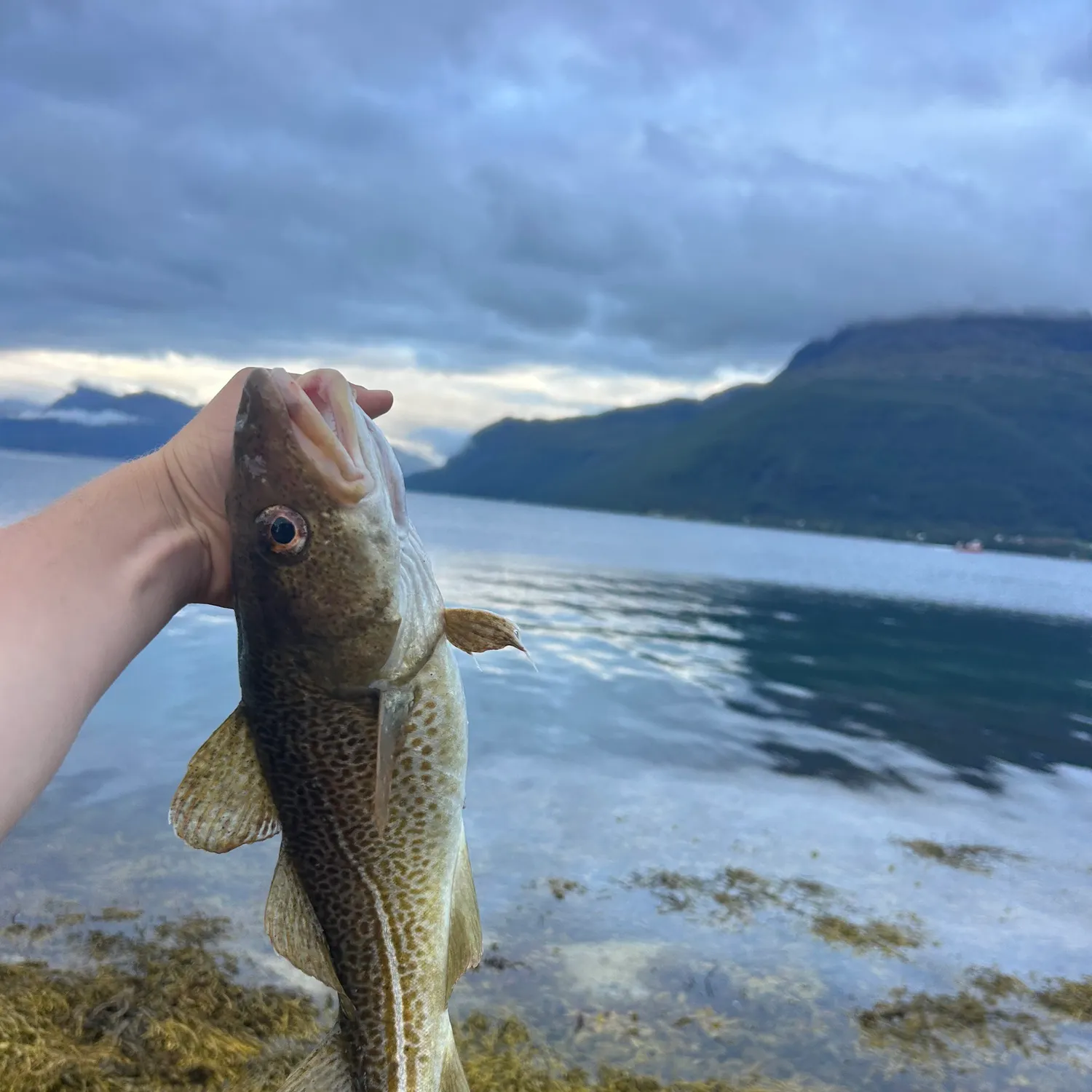 Atlantic cod caught on Fishbrain