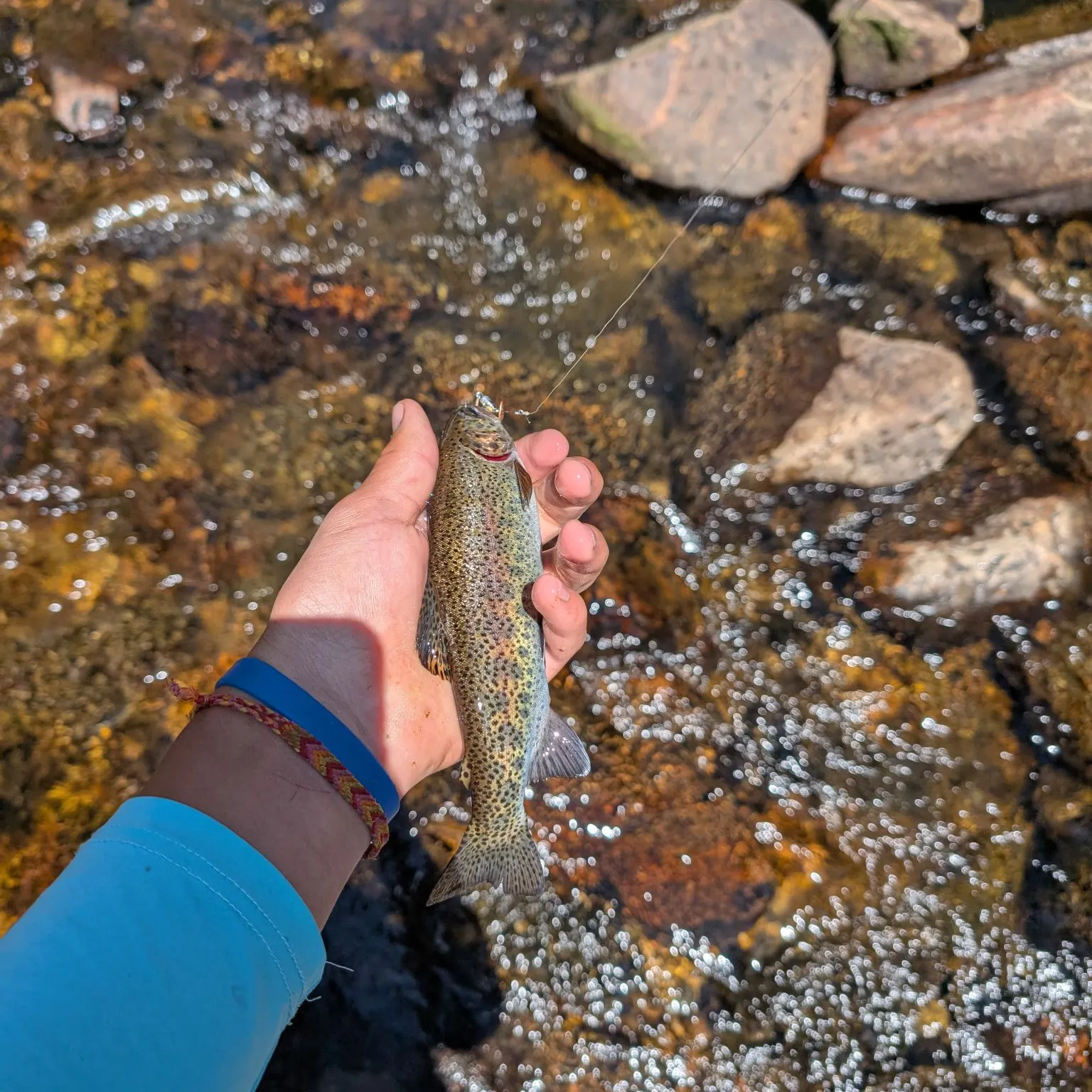 The most recent Rainbow trout catches on Fishbrain