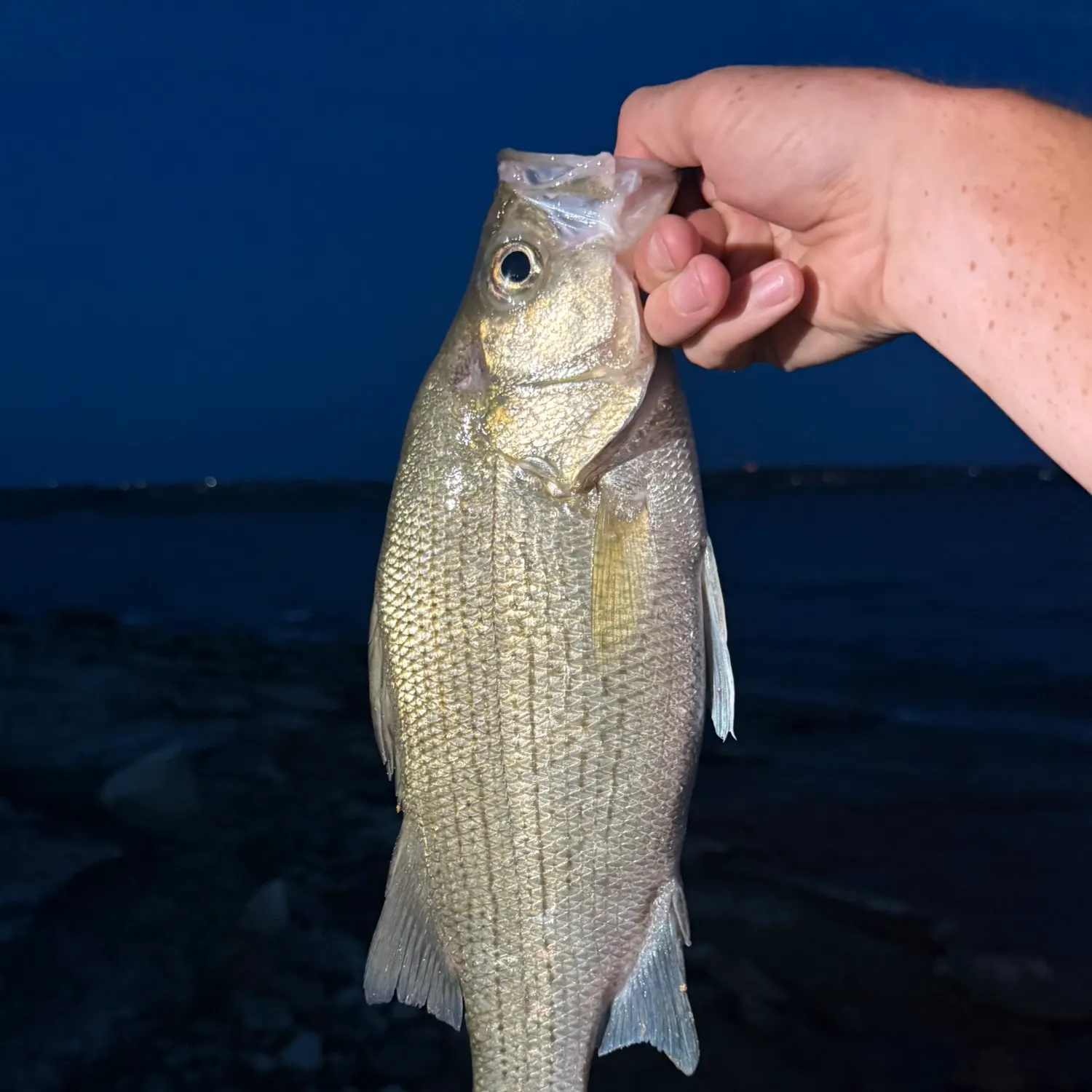 White bass caught on Fishbrain