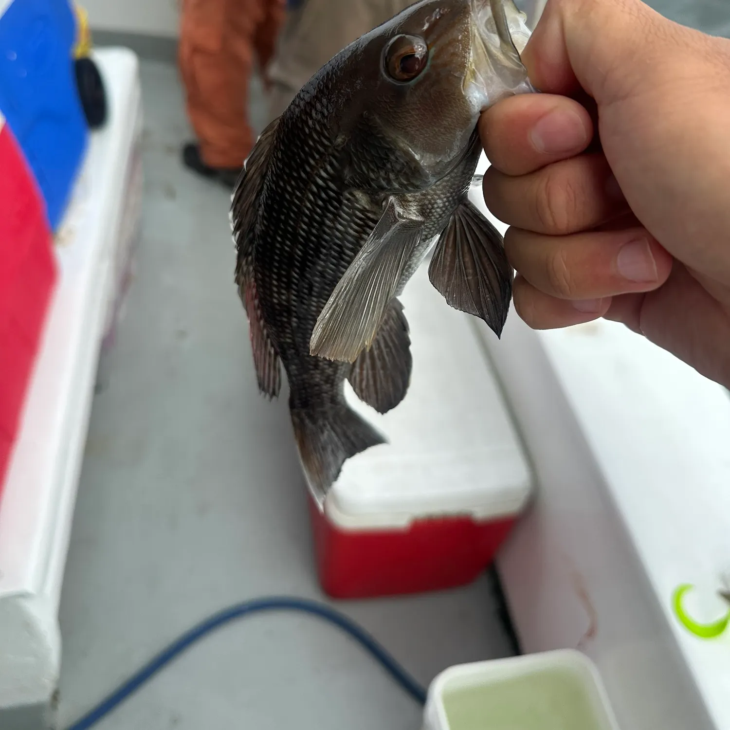 Black sea bass caught on Fishbrain