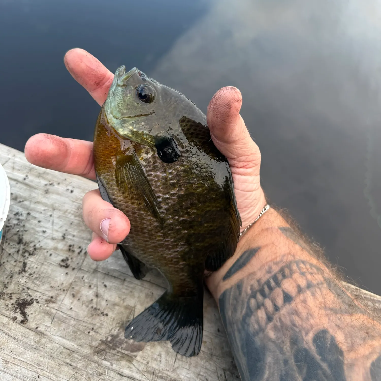 Redbreast sunfish caught on Fishbrain