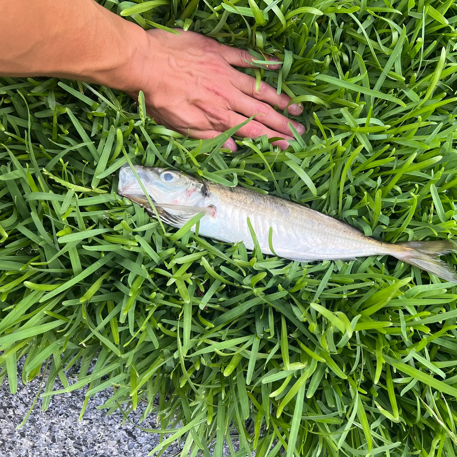 The most recent Yellowtail horse mackerel catches on Fishbrain
