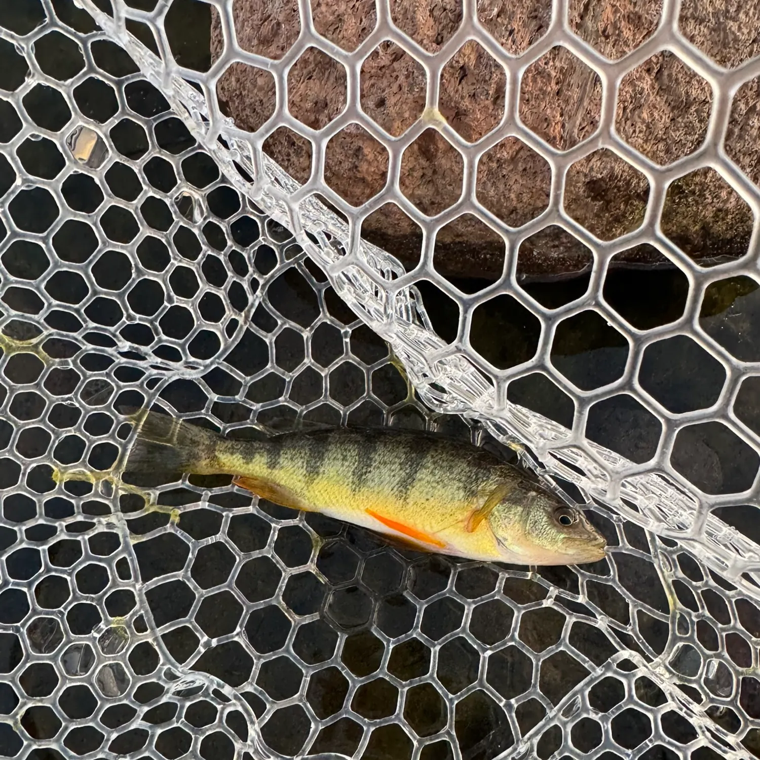 Yellow perch caught on Fishbrain