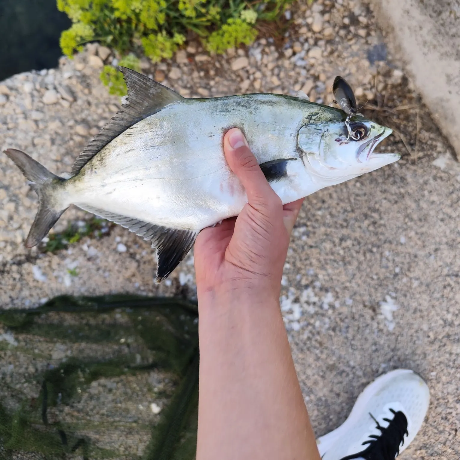 Leerfish caught on Fishbrain
