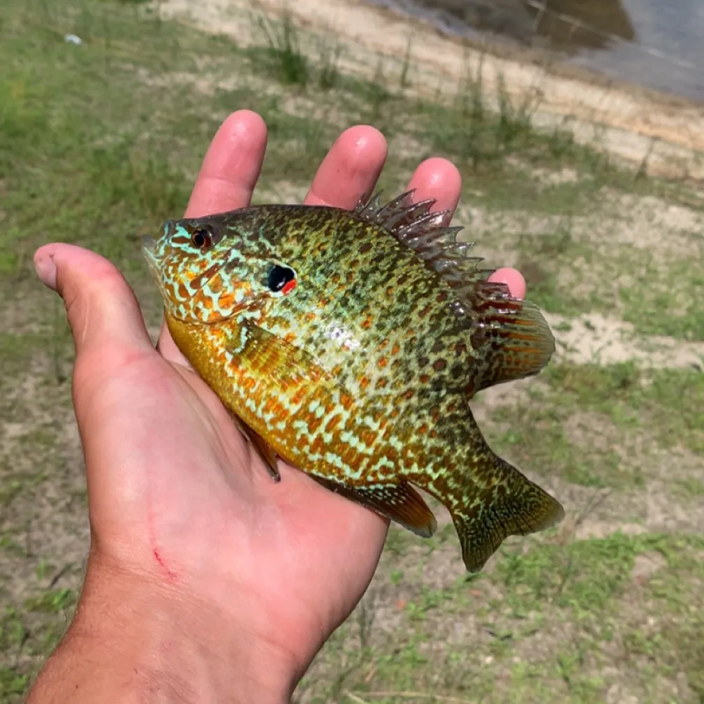 The most recent Pumpkinseed catches on Fishbrain
