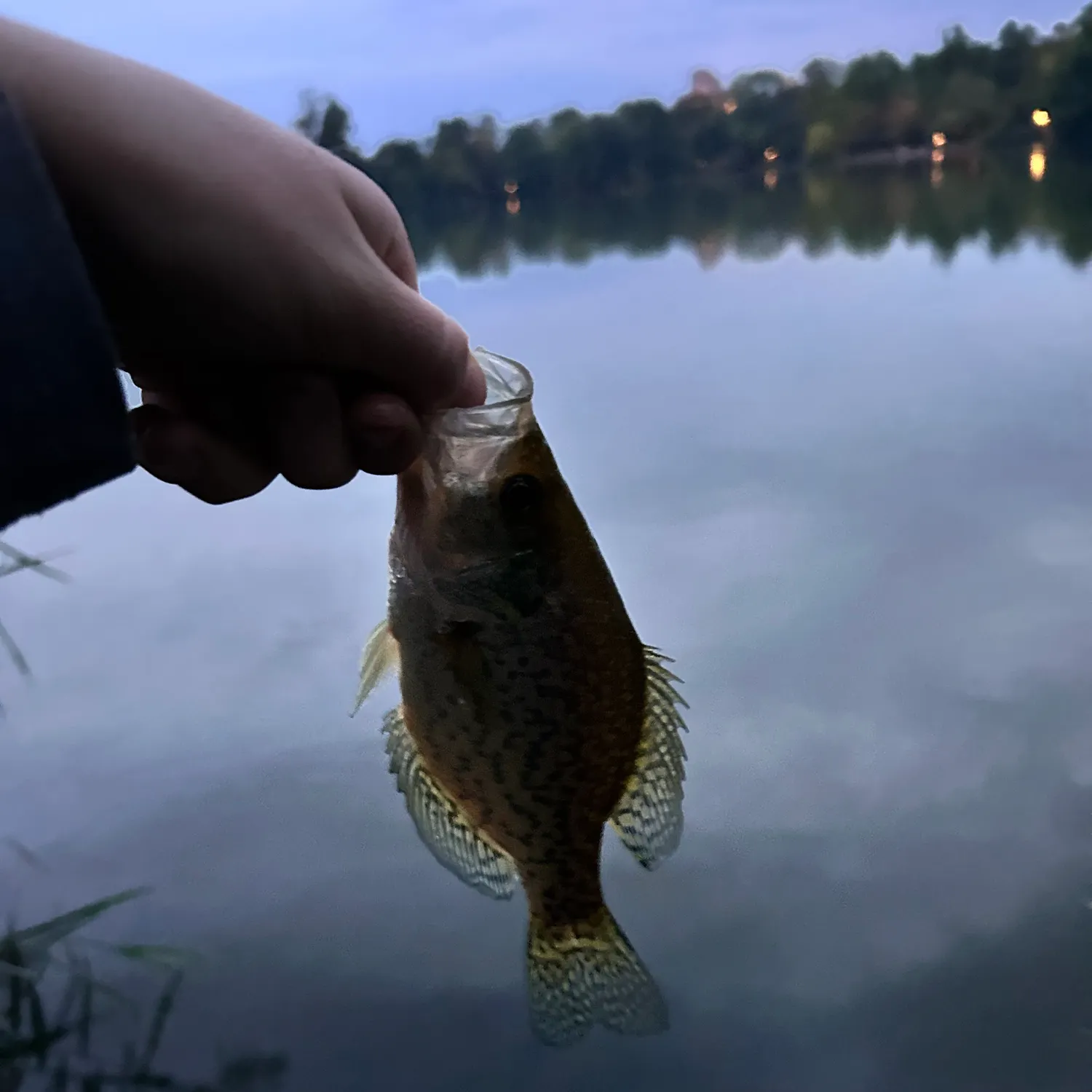 Black crappie caught on Fishbrain