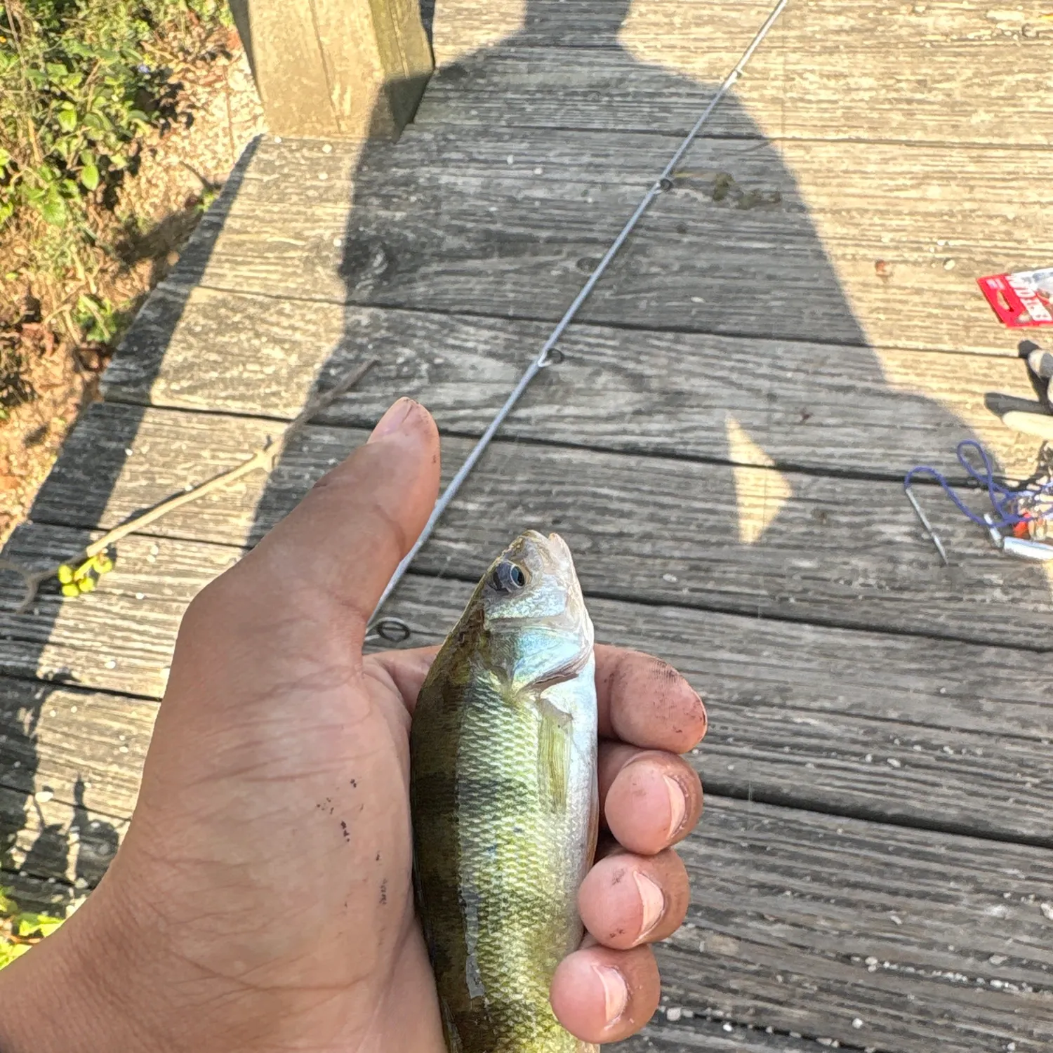 Yellow perch caught on Fishbrain