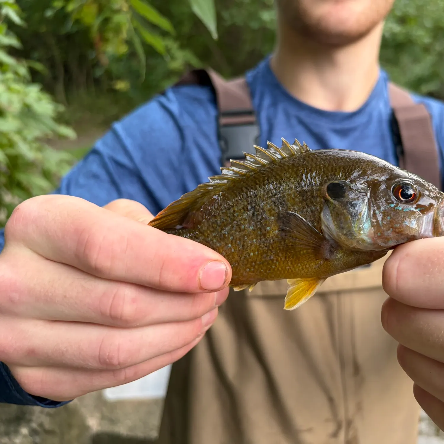 Green sunfish caught on Fishbrain
