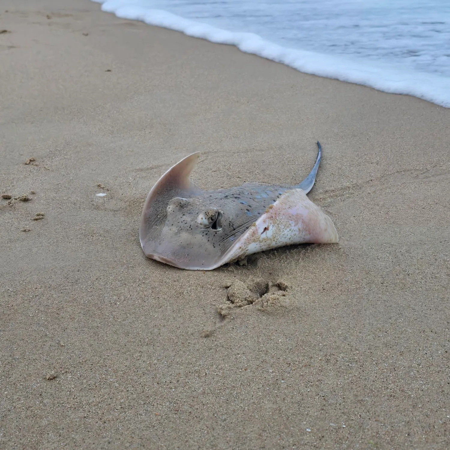 The most recent Bluespotted ribbontail ray catches on Fishbrain