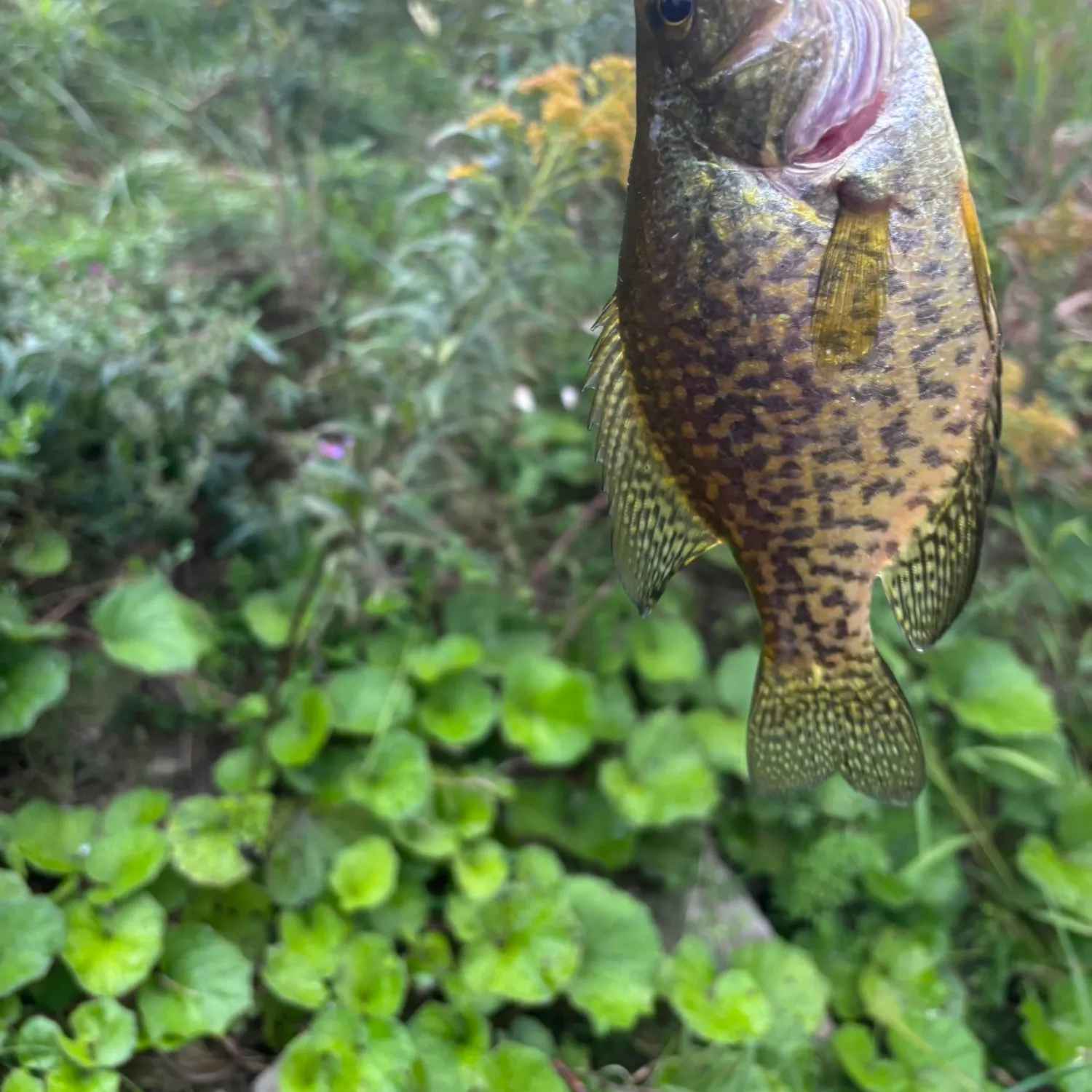 Black crappie caught on Fishbrain