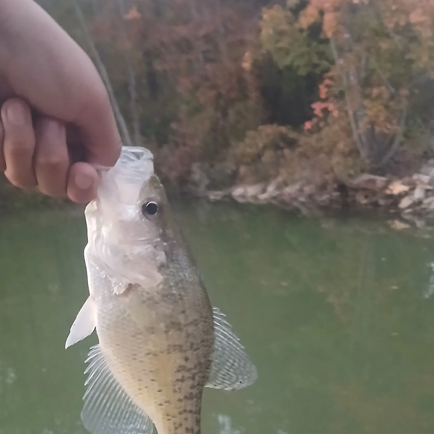 White crappie caught on Fishbrain