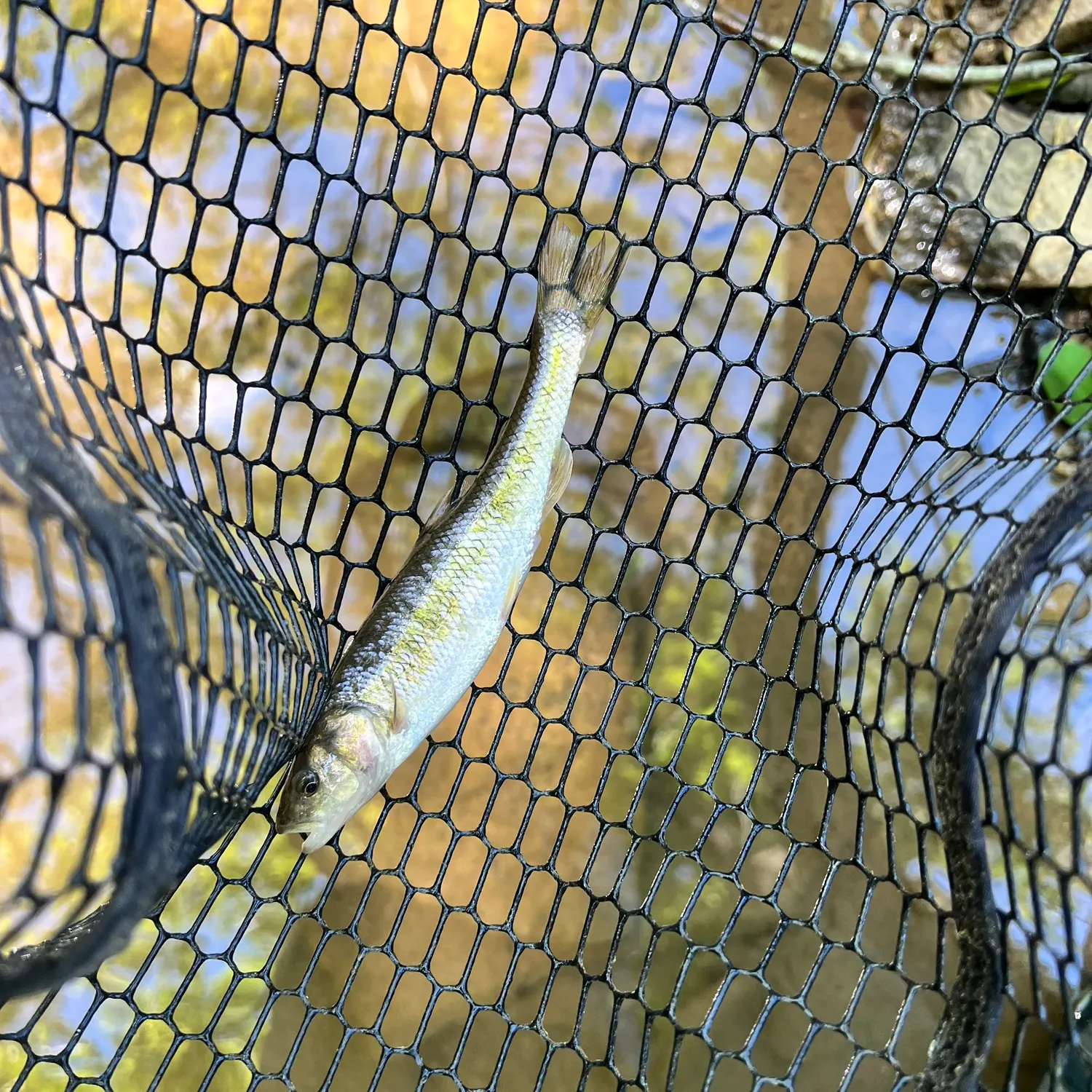 The most recent Creek chub catches on Fishbrain