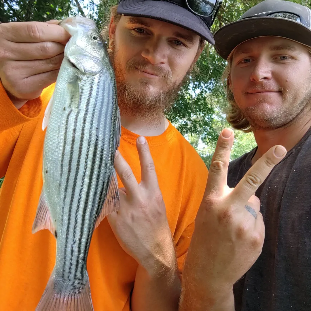 Striped bass caught on Fishbrain