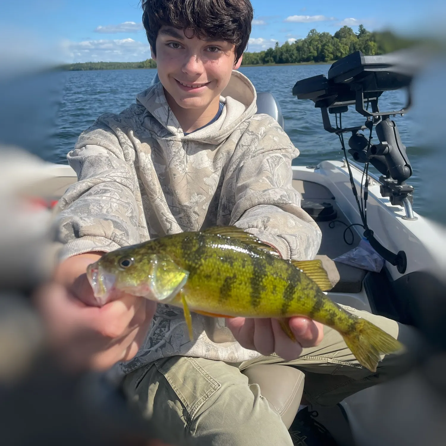 Yellow perch caught on Fishbrain