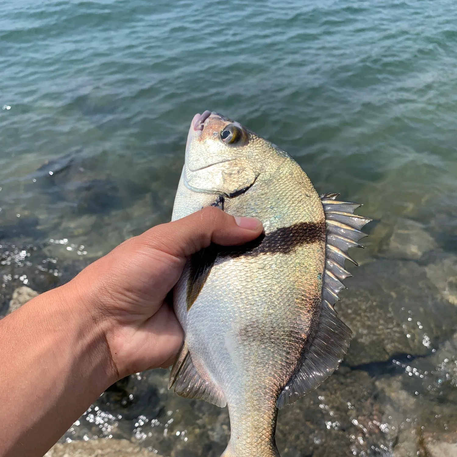 The most recent Spotted head sargo catches on Fishbrain