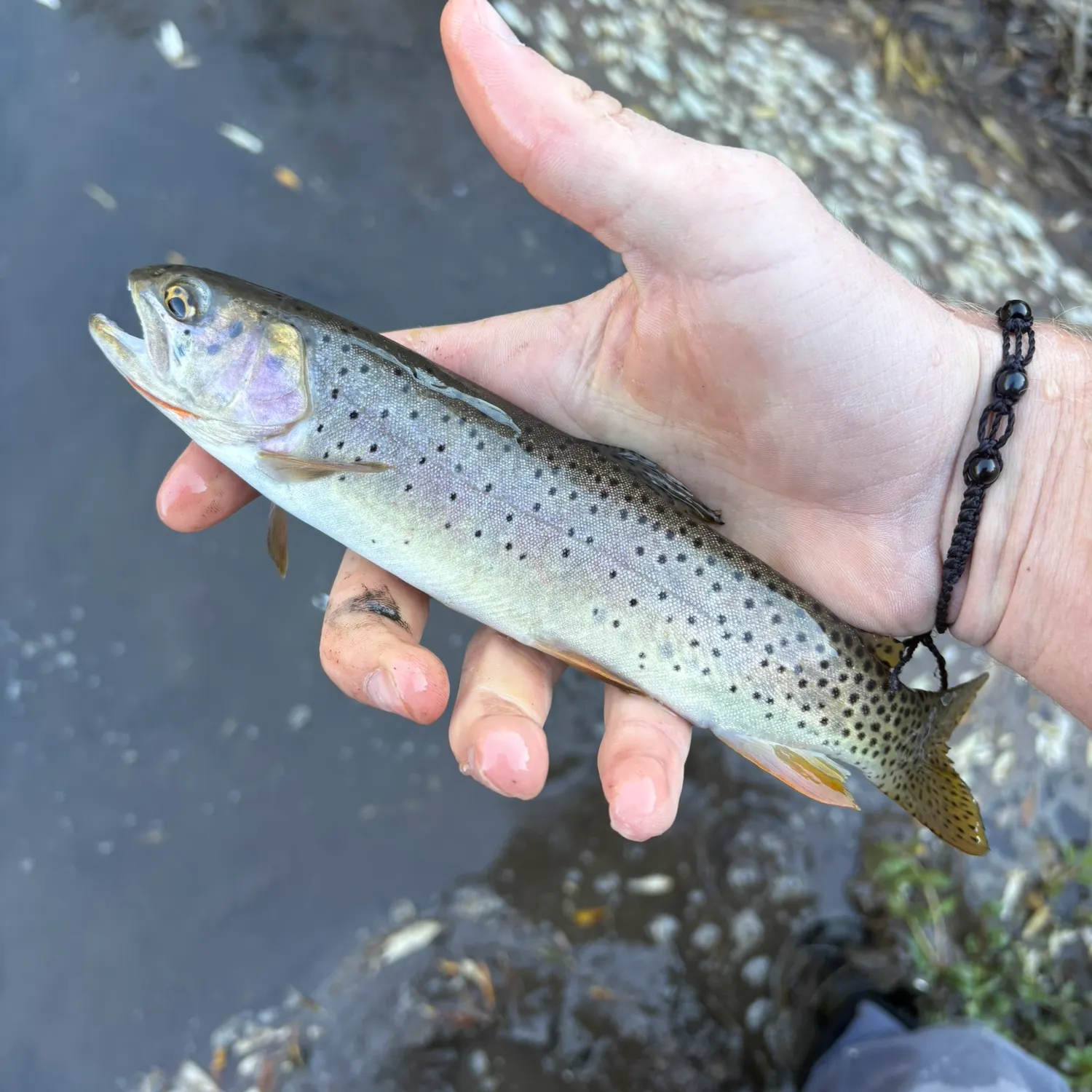Cutthroat trout caught on Fishbrain