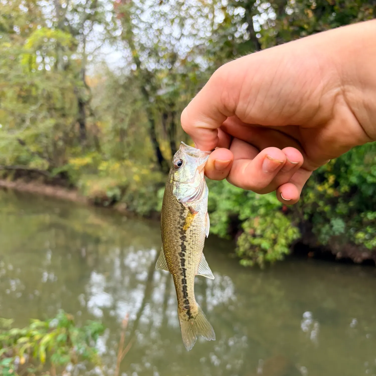 Spotted bass caught on Fishbrain