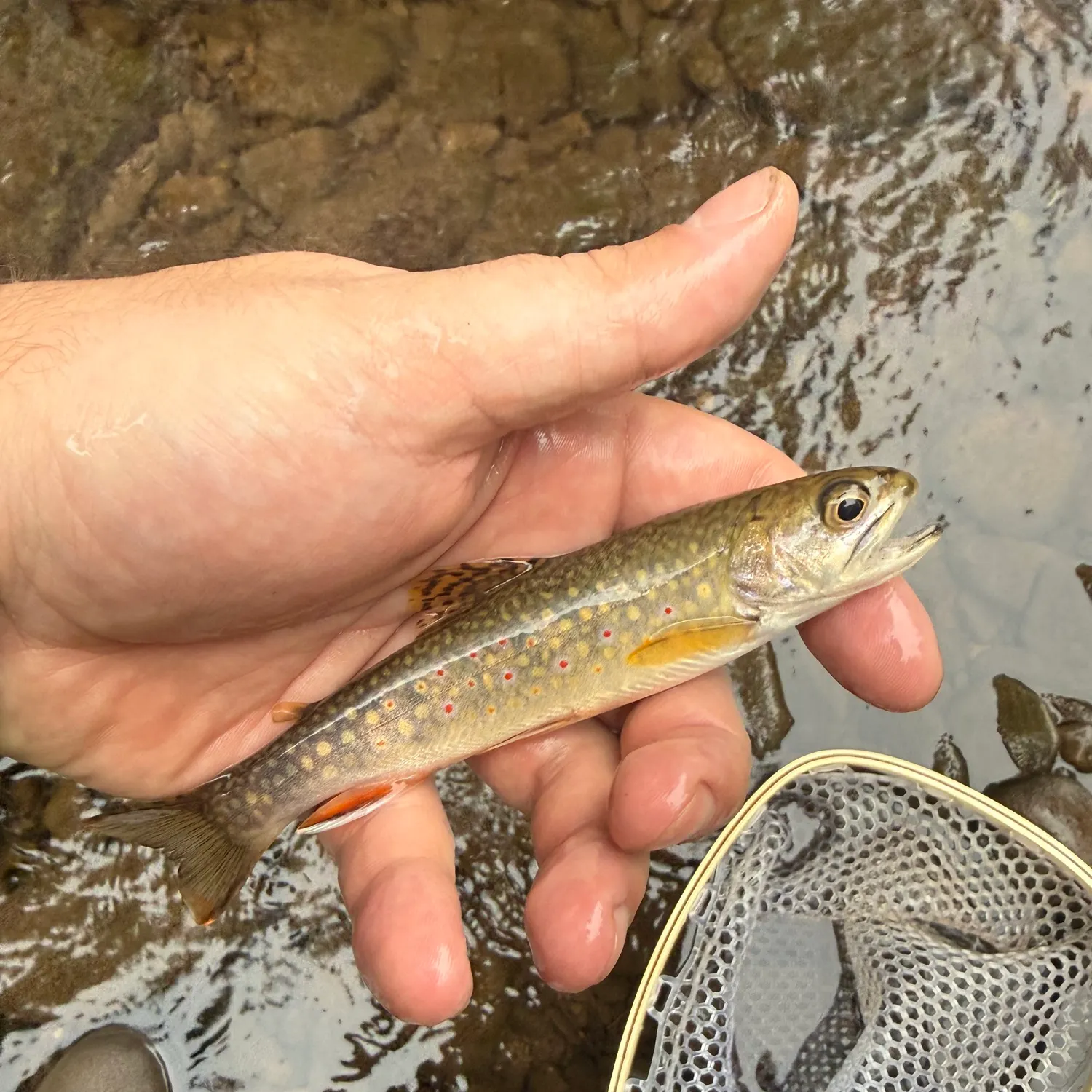 Brook trout caught on Fishbrain