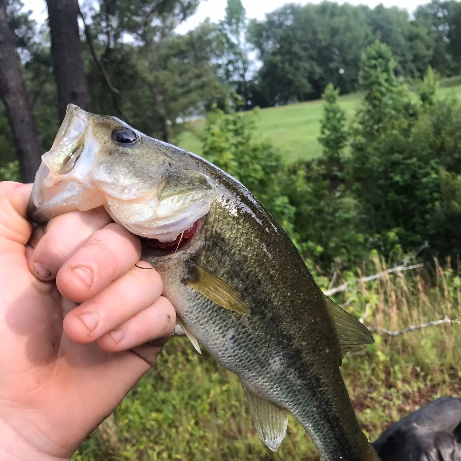 angler catch