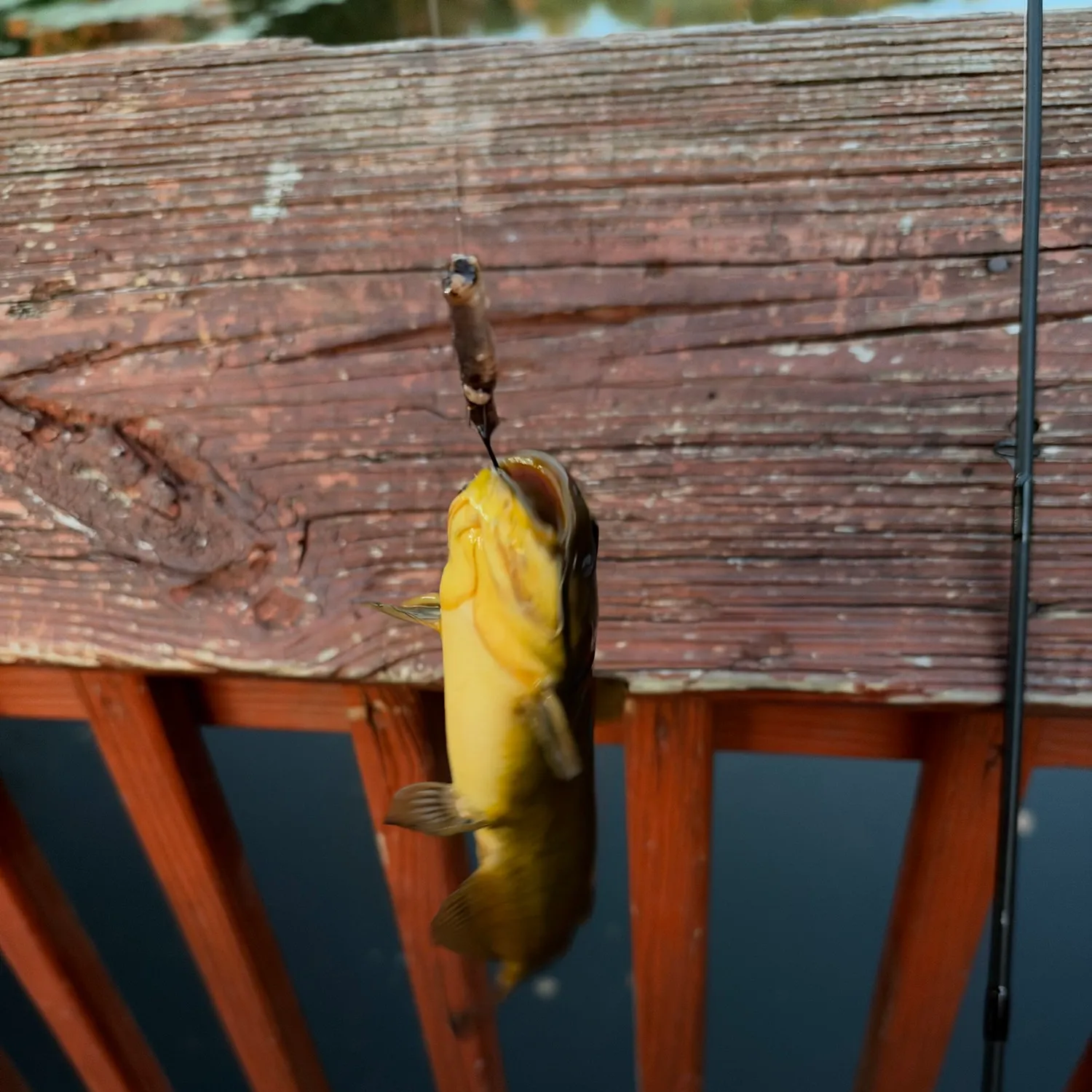 Brown bullhead caught on Fishbrain