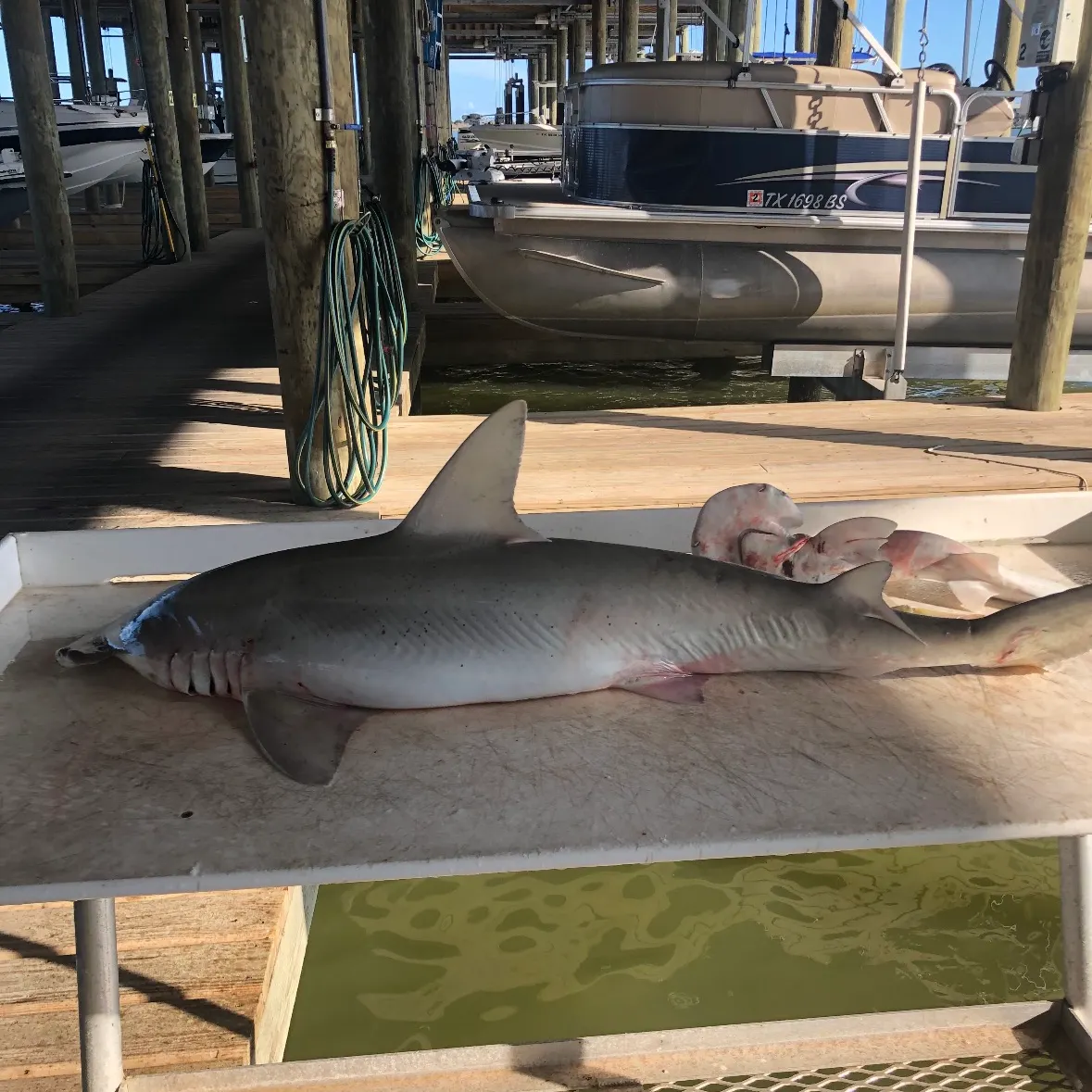 Bonnethead shark caught on Fishbrain