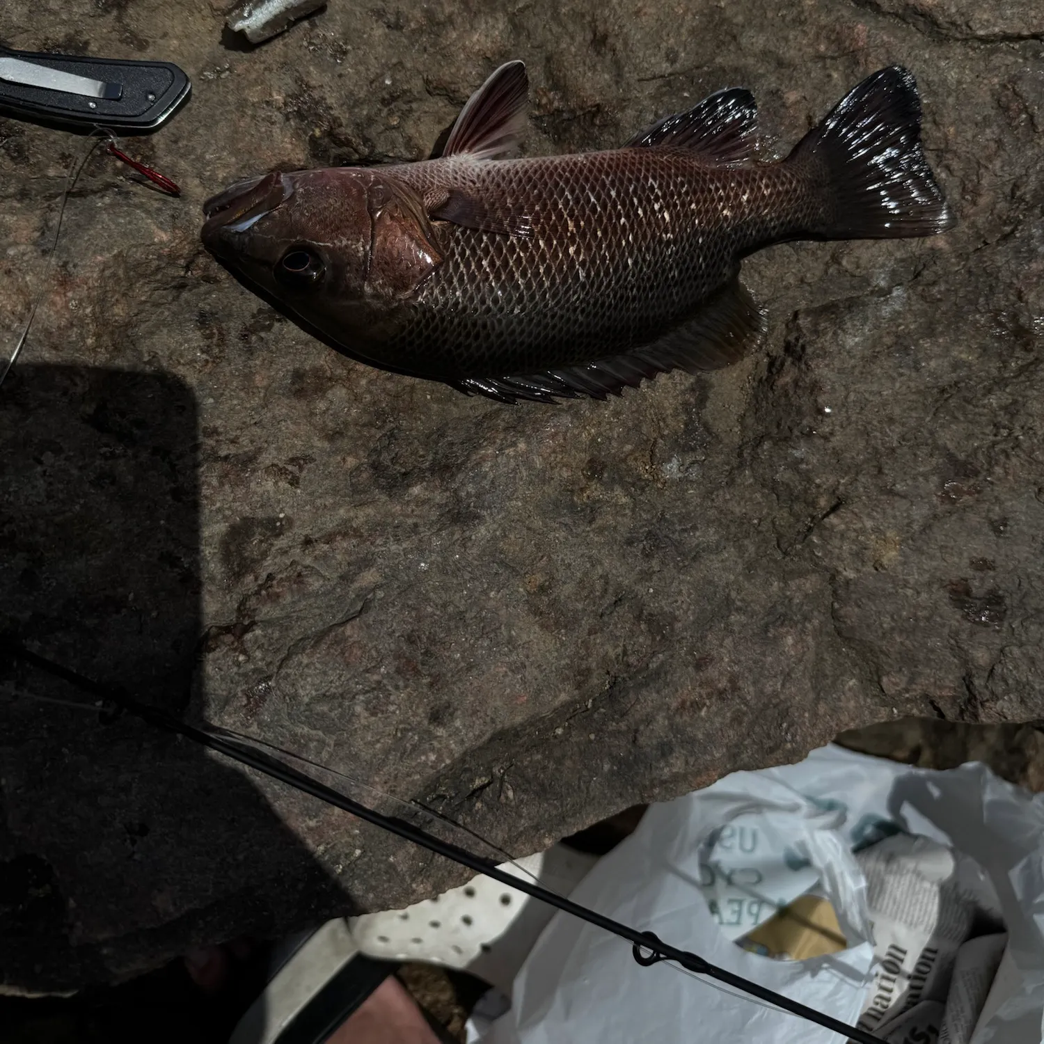 Mangrove red snapper caught on Fishbrain