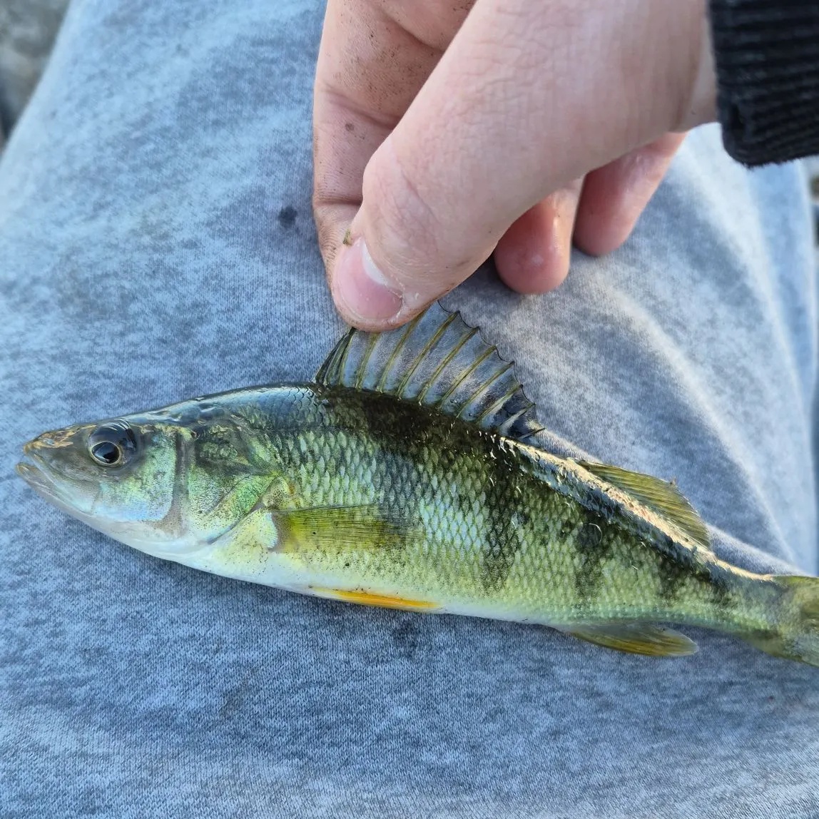 Yellow perch caught on Fishbrain