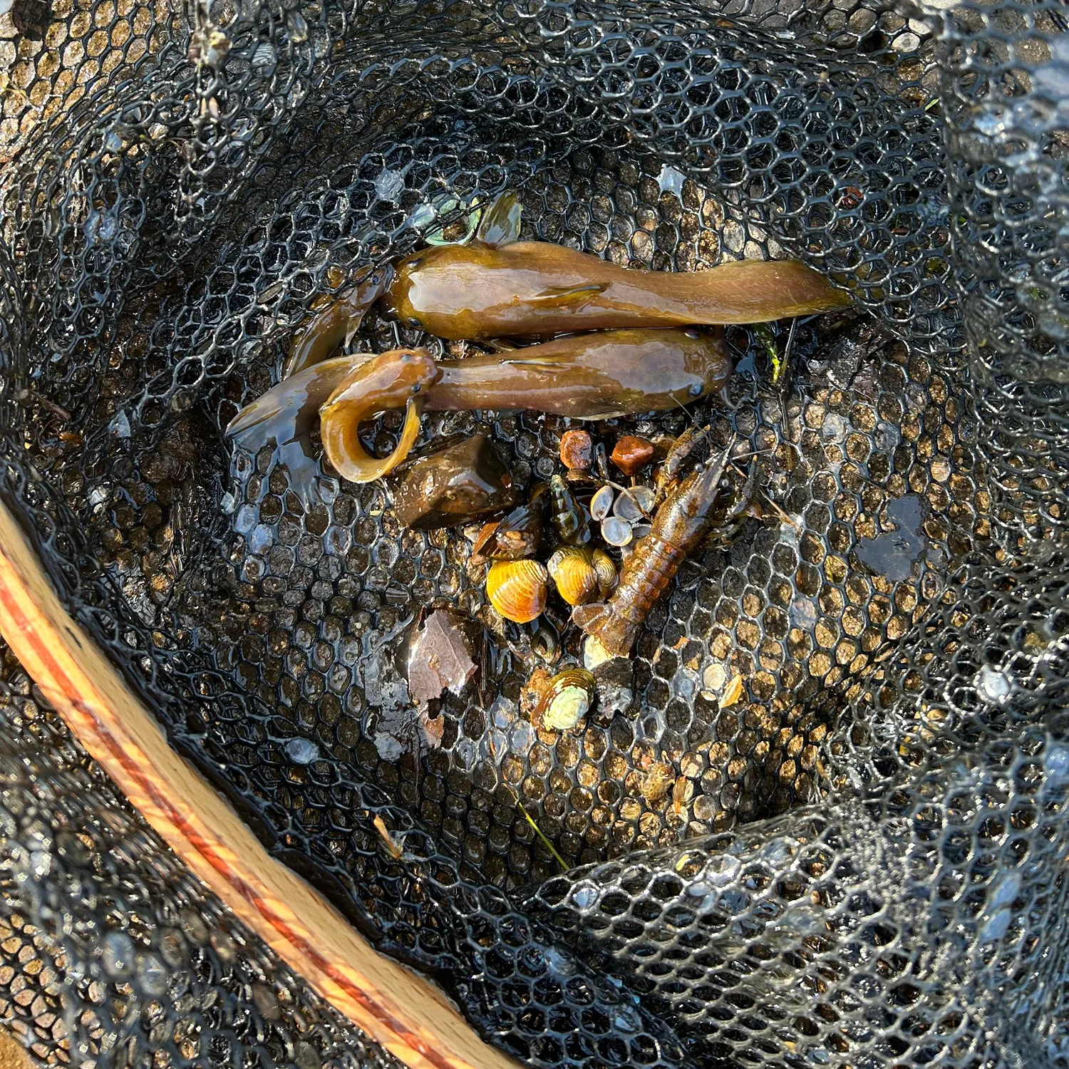 The most recent Margined madtom catches on Fishbrain