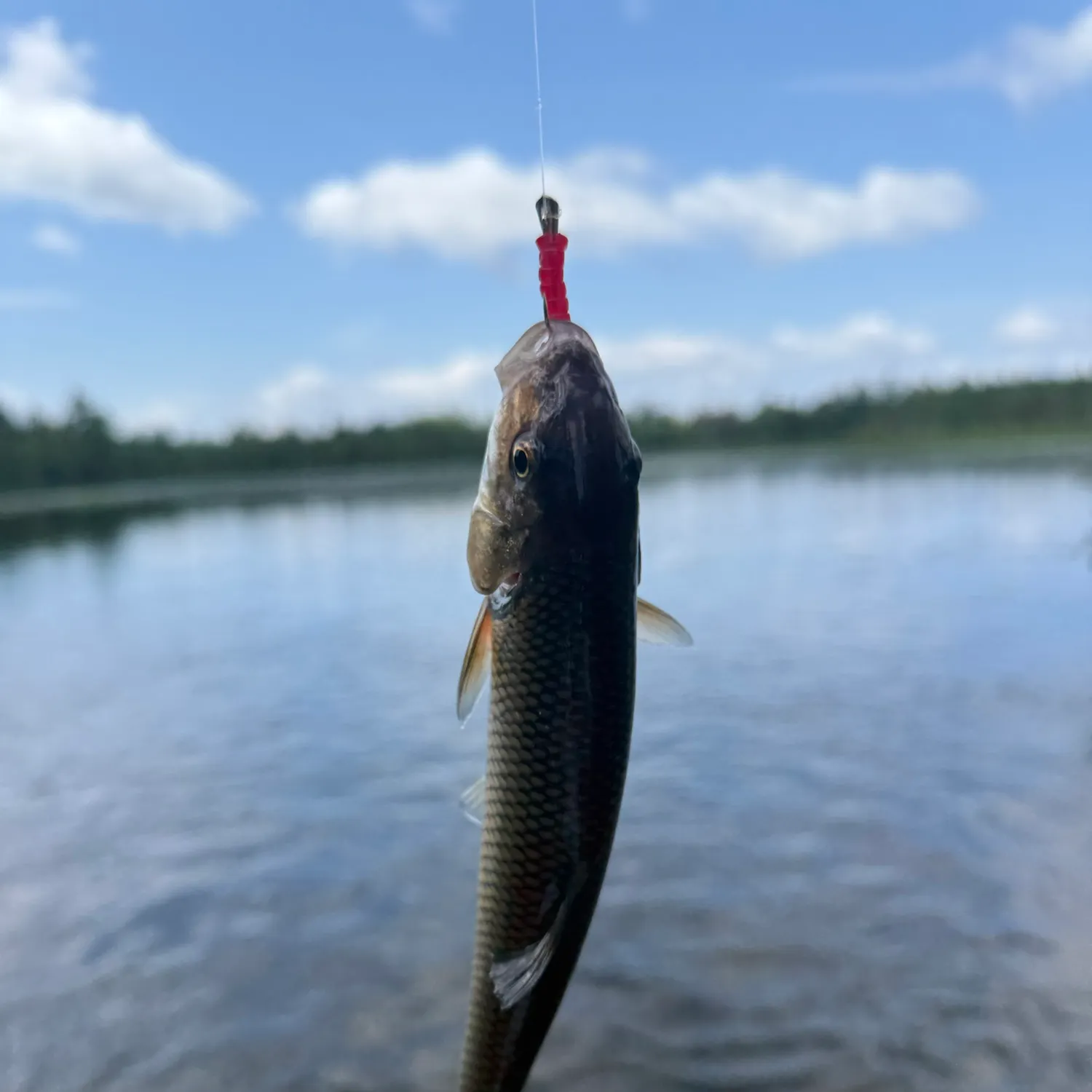 Fallfish caught on Fishbrain
