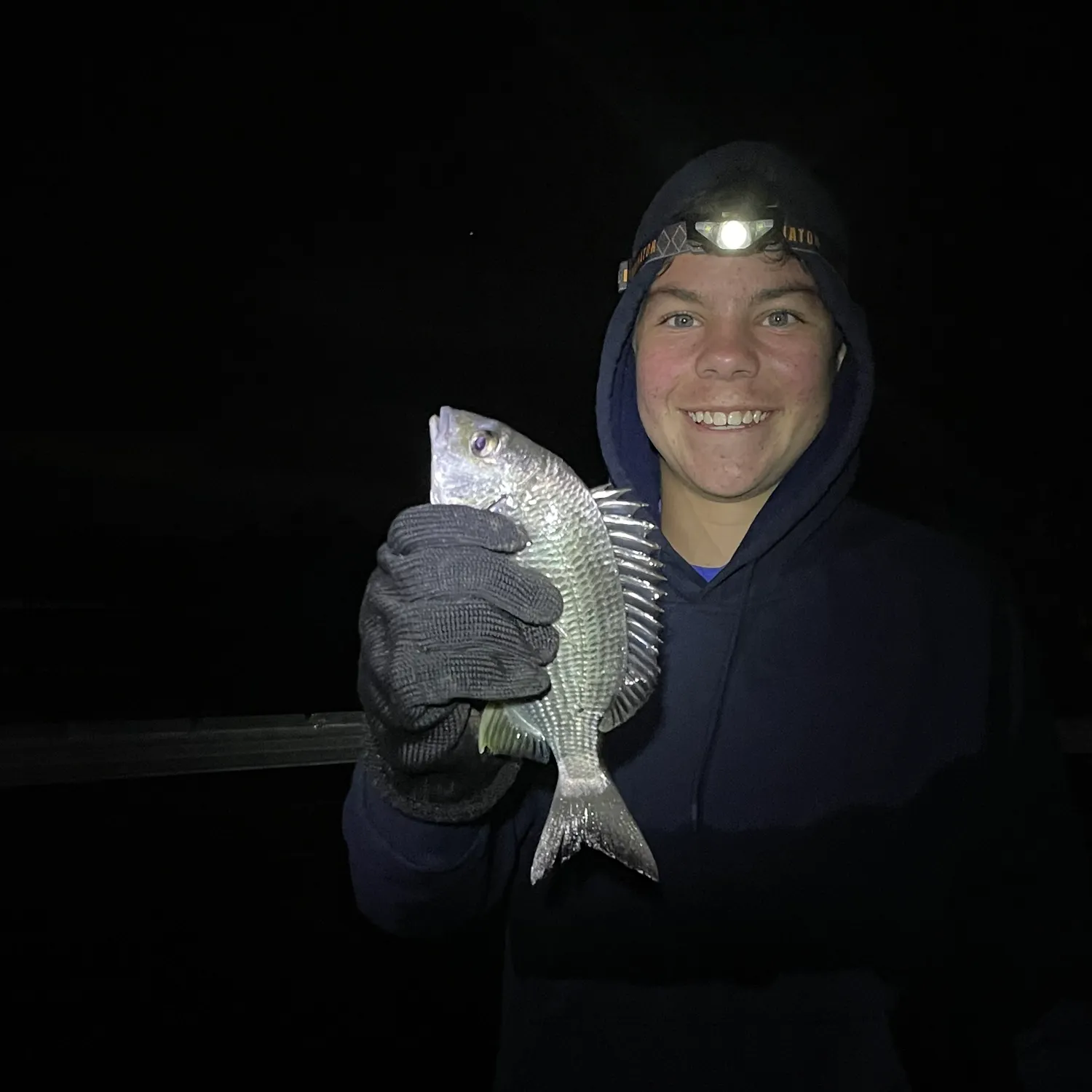 Surf bream caught on Fishbrain