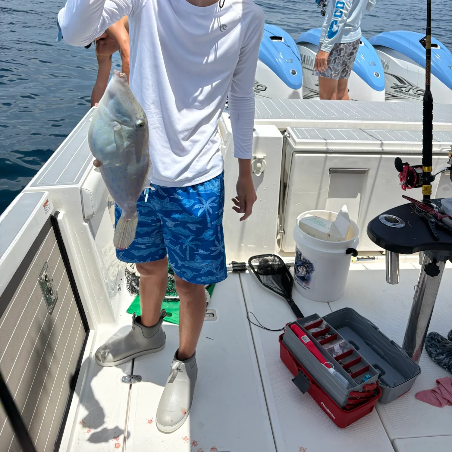 The most recent Unicorn leatherjacket filefish catches on Fishbrain