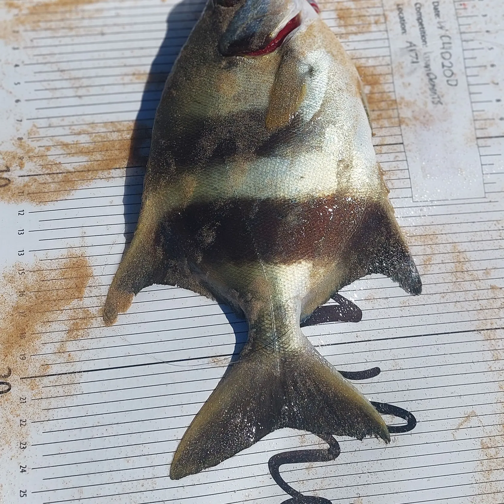 recently logged catches