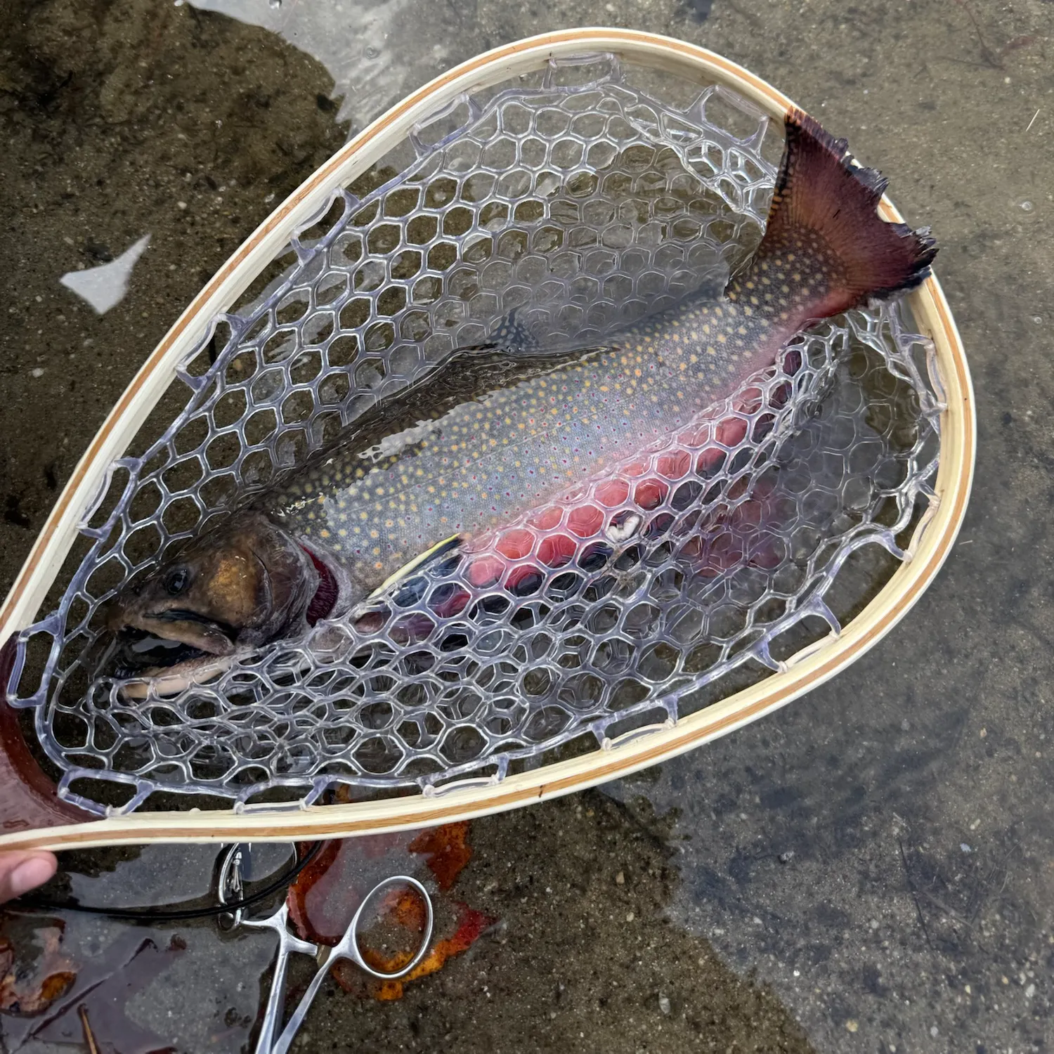 Brook trout caught on Fishbrain