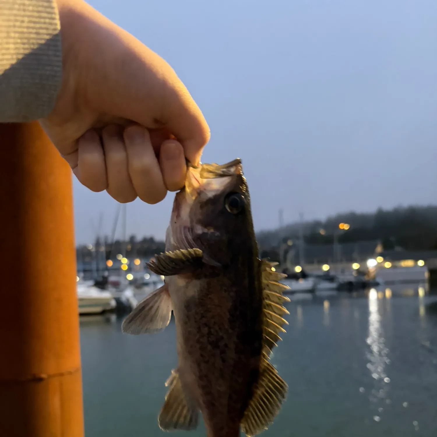 The most recent Black rockfish catches on Fishbrain