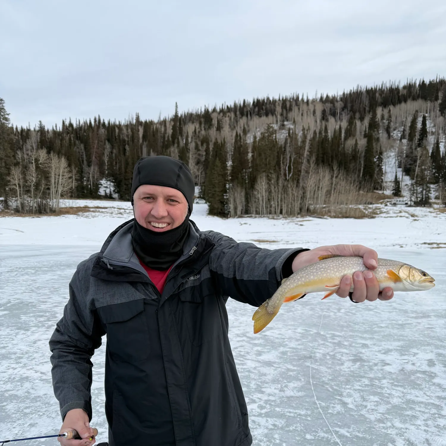 The most recent Splake catches on Fishbrain