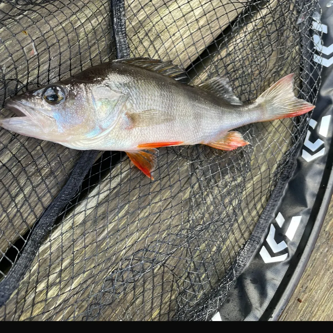 European perch caught on Fishbrain