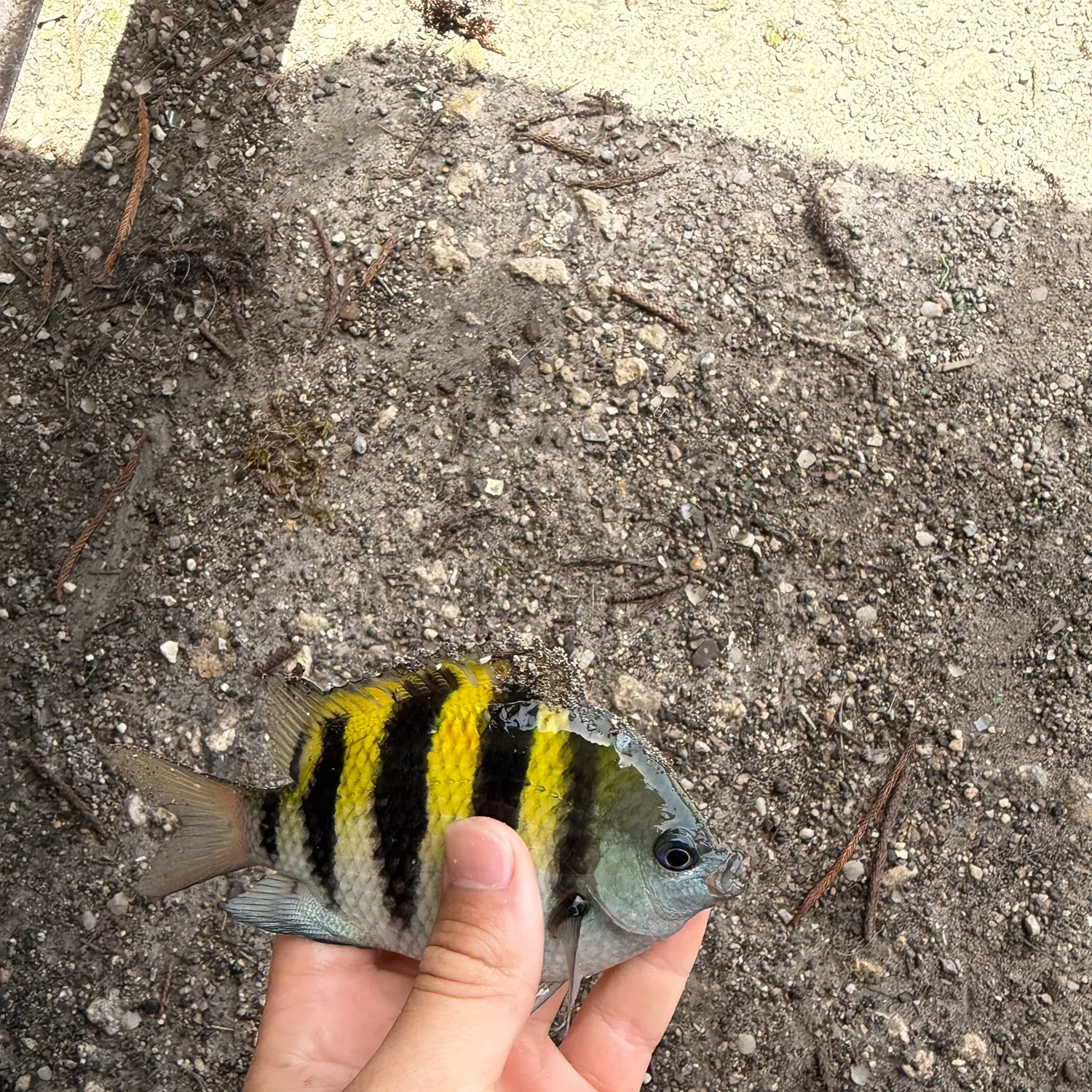Sergeant-major caught on Fishbrain