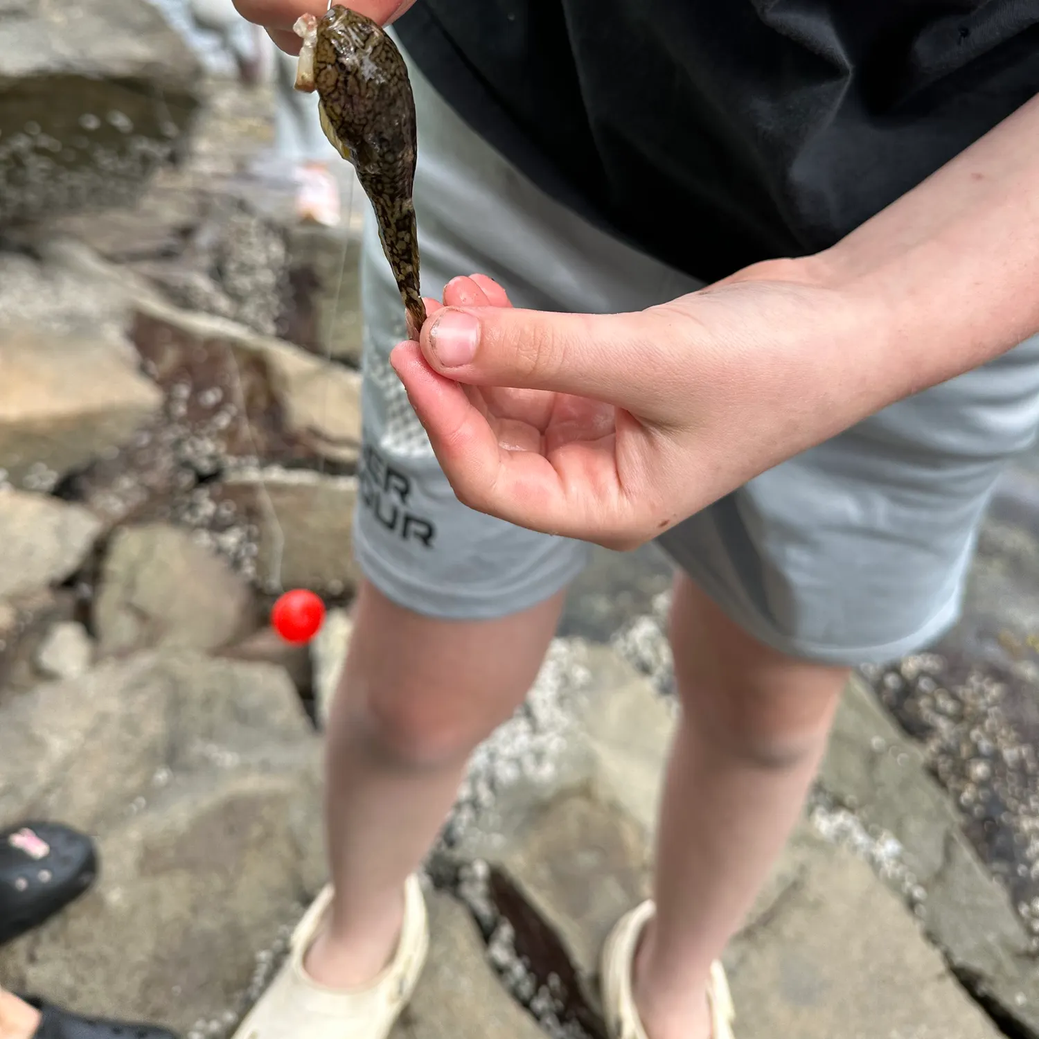 The most recent Northern clingfish catches on Fishbrain