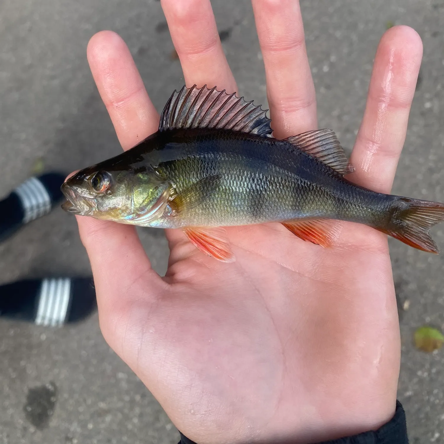 European perch caught on Fishbrain
