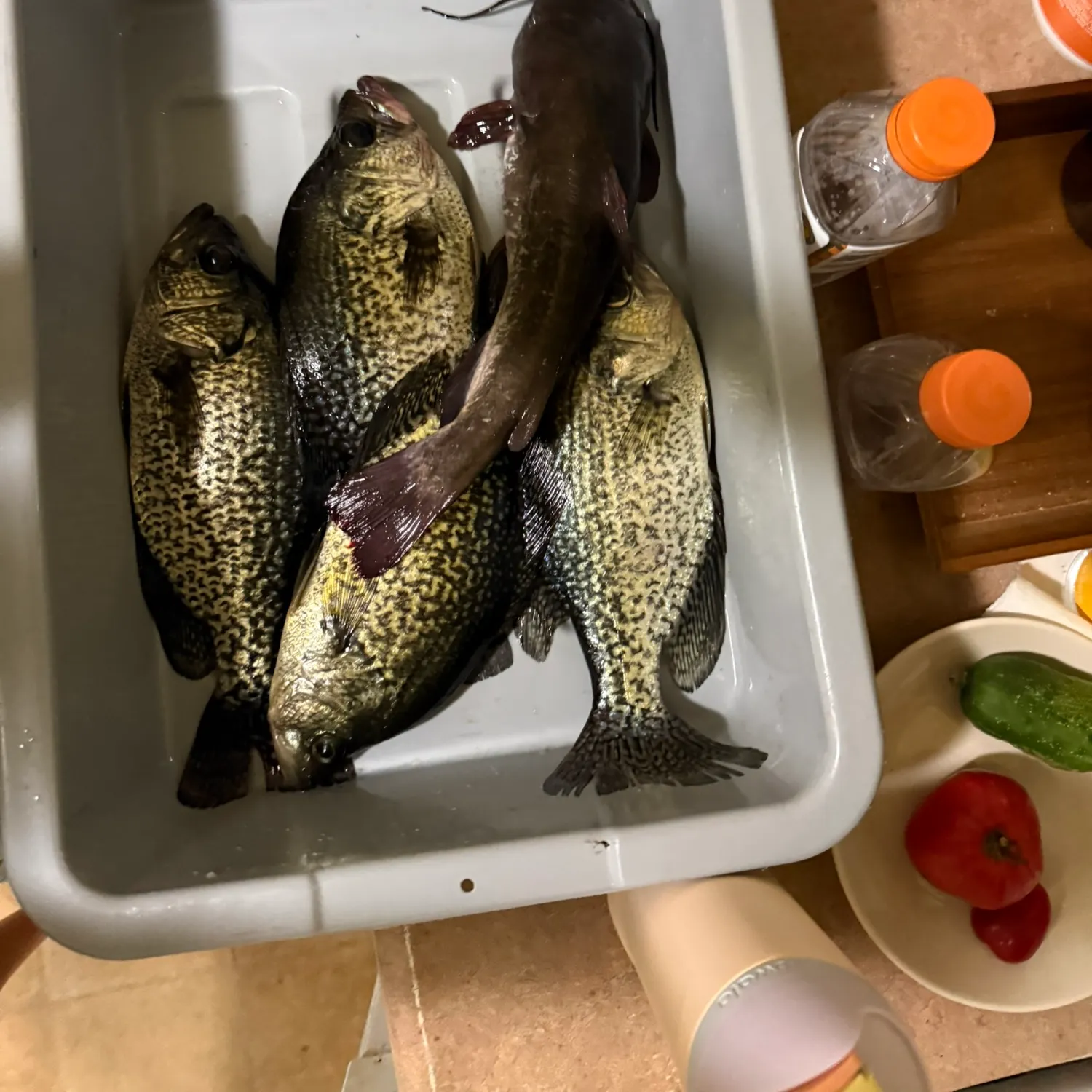 Black crappie caught on Fishbrain