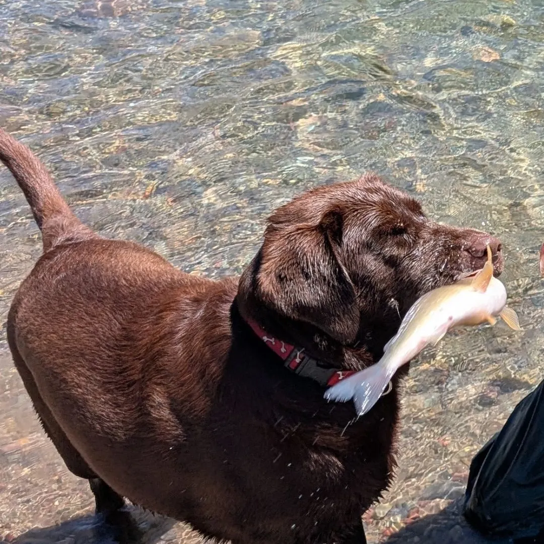 The most recent Mountain whitefish catches on Fishbrain