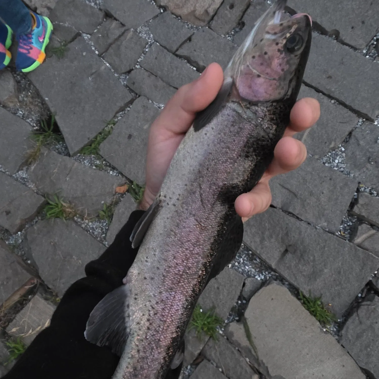 Rainbow trout caught on Fishbrain