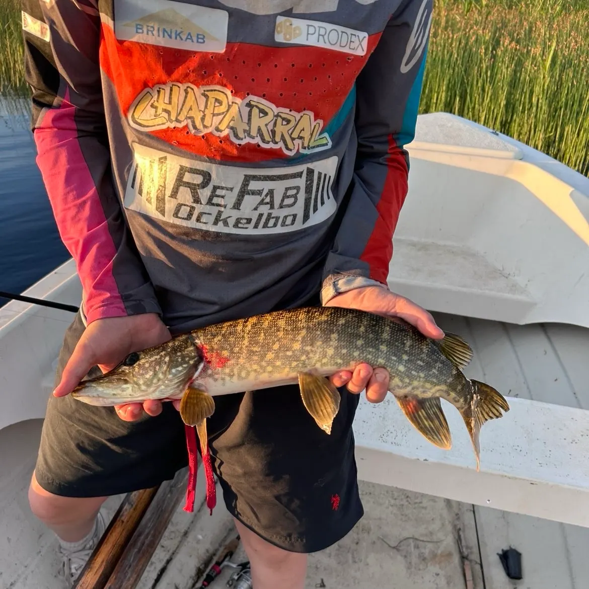 Northern pike caught on Fishbrain