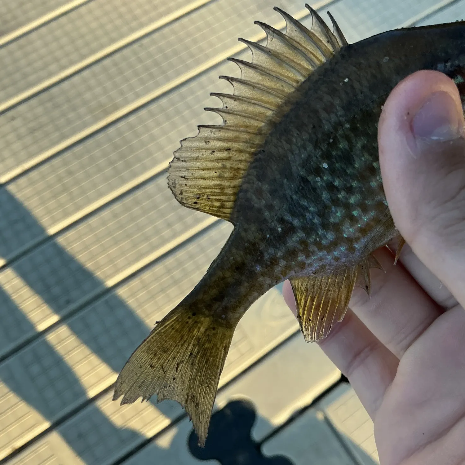 Pumpkinseed caught on Fishbrain