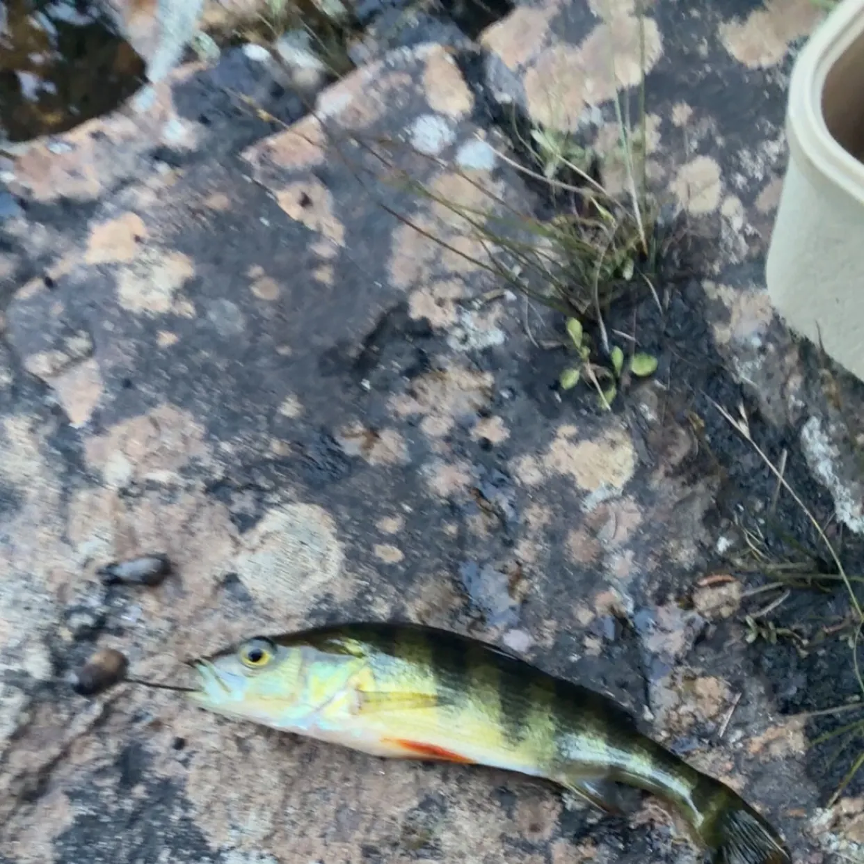 Yellow perch caught on Fishbrain