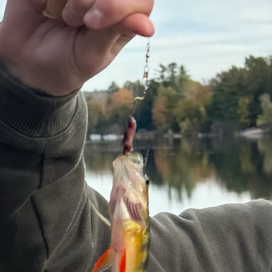 Yellow perch caught on Fishbrain